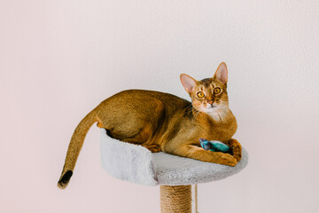Portrait of an abyssinian cat holding toy fish