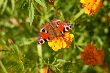 Peacock butterfly on an orange marigold flower.
