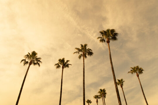 Palm trees and yellow sunset sky
