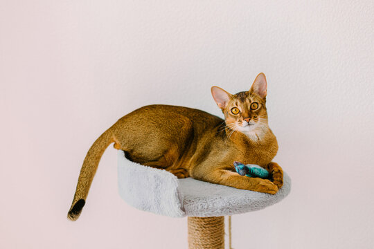 Portrait of an abyssinian cat holding toy fish