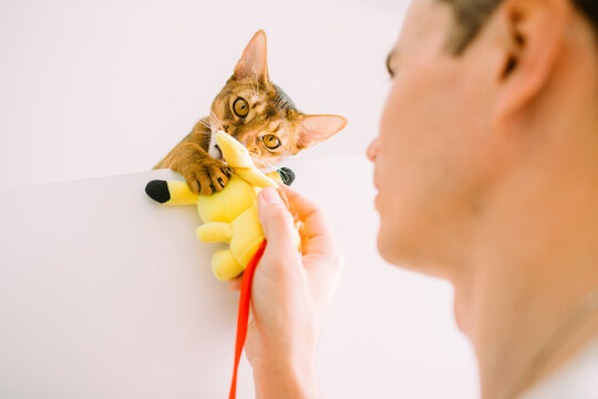 Unrecognizable man playing with abyssinian cat