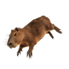 A brown capybara is leaping, dynamic pose, isolated on white or transparent background, png clipart, design element.