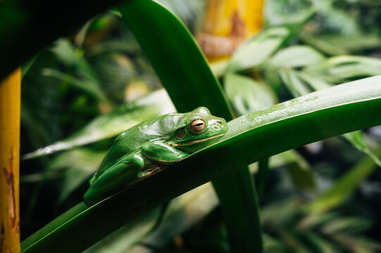 Australian green tree frog