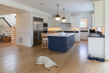 Cute lazy Bulldog Dog pet portrait in kitchen