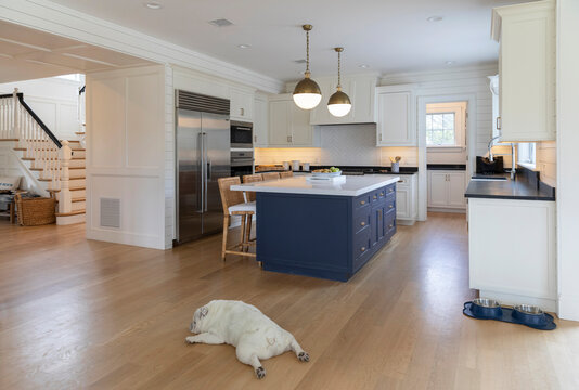 Cute lazy Bulldog Dog pet portrait in kitchen 