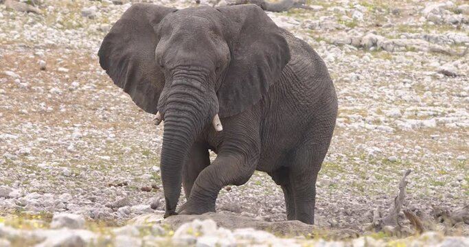 Video of an elephant running in Etosha National Park in Namibia during the day