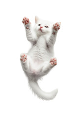 A playful kitten is lying on back, top view, isolated on white or transparent background, png clipart, design element. Easy to place on any other background.