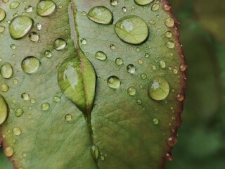 Hoja con gotas de agua de lluvia.