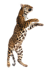 Jaguar standing on back legs isolated on white or transparent background, png clipart, design element. Easy to place on any other background.