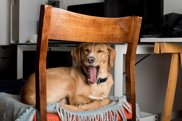 Sleepy Hound Dog on chair