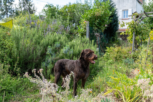 A brown dog standing in the garden