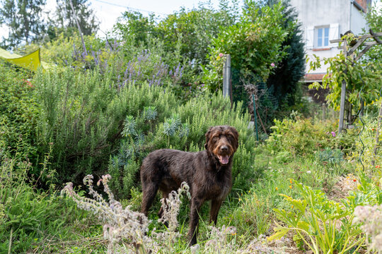 A brown dog standing in the garden