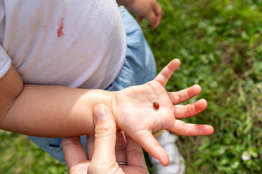 A toddler hand with a little ladybug 