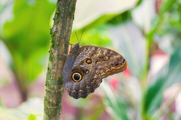 Papillon avec beacoup  de détailles