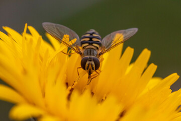 insectos en flores