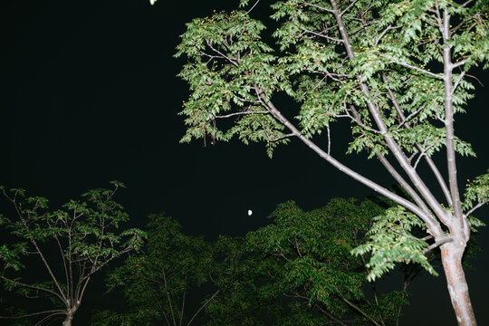 Nigh Park Photography