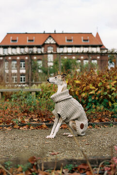 35mm film shot. Cozy Elegance: Whippet in a Doggy Sweater