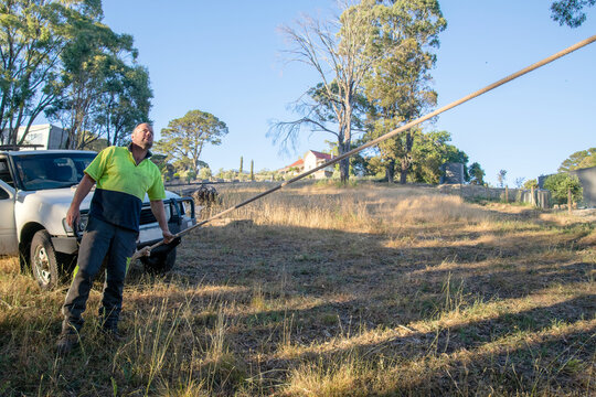 Arborist checking ropes on tree for felling