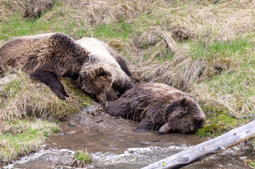 Fototapeta premium Grizzly Bears at a Small Pond in Wyoming in Spring