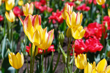 Tulips in park in spring. Flowers in garden in springtime.