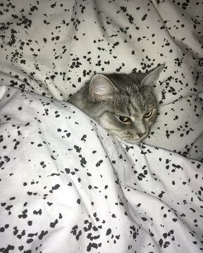 Sleeping cat