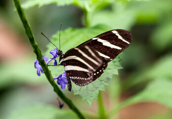 The Stripped Butterfly, selective focus