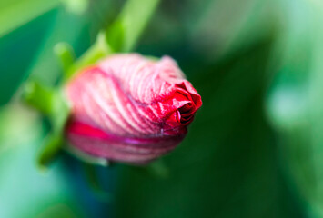 Rose bud, view from above