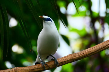 Singvögel