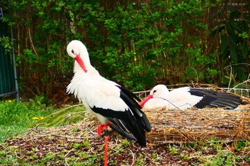 Storch mit Jungen im Nest
