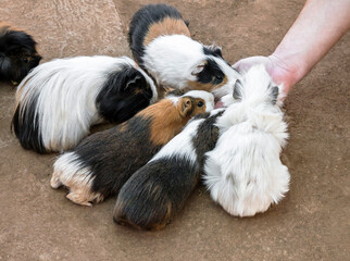 High angle view of a group of guinea pigs feeding