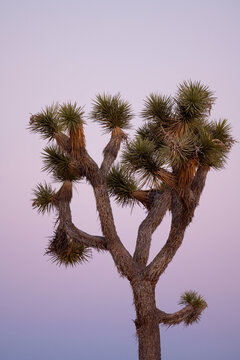 Crown of a Joshua tree with colorful sunset