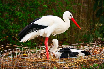Storch mit Jungen