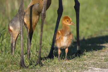 Sandhill Crane Colt With Parent