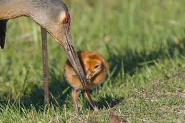 Sandhill Crane Adult Feeding Colt © Robert