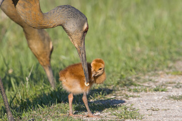 Sandhill Crane Feeding Colt