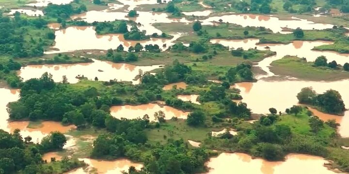 aerial video of forests in swamp areas