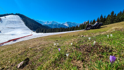 Hiker man on field of white and purple crocuses flowers in full bloom on idyllic alpine meadow on...