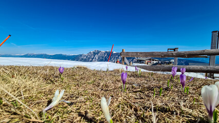 Field of white and purple crocuses flowers in full bloom on idyllic alpine meadow on Dreilaendereck...