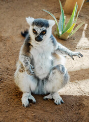 Ring-tailed Lemur, sitting on the ground