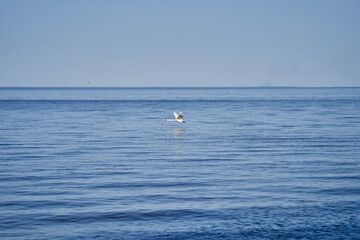 Swan landing on the lake landscape image