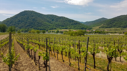 Scenic view of vineyards in Duernstein in Krems an der Donau, Lower Austria, Europe. Awarded wine...