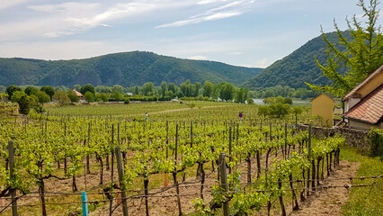 Obraz premium Scenic view of vineyards in Duernstein in Krems an der Donau, Lower Austria, Europe. Awarded wine region of Wachau along the Danube river. Landscape of soft lush green hills on sunny day. Cultivation