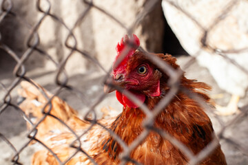 Chicken in a chicken coop on a farm. Poultry farm and chicken breeding. Looks at the camera. Close-up. Selective focus. Copy space. © Denis