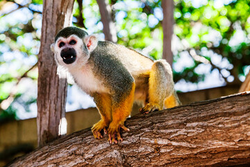 Squirrel monkey on a branch in a zoo