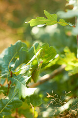 A female European mantis sits on green oak leaves. Mantis Religious. Green mantis, selective focus.
