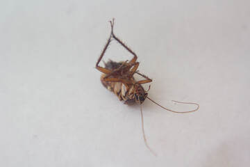 Cucaracha Murta