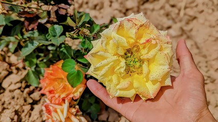 Yellow rose in hand with green background 