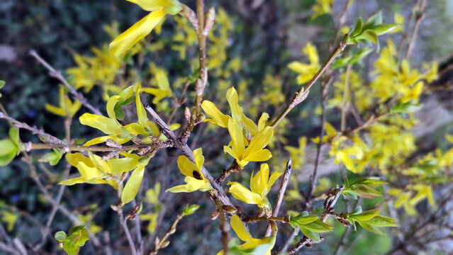 yellow blossoming flower buds on tree branches in spring