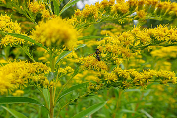 Goldenrod. An insect on a yellow flower. A flowering plant. Biology