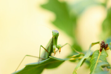 A female European mantis sits on green oak leaves. Mantis Religious. Green mantis, selective focus.
